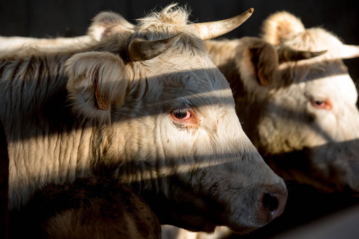 Photographe d'agriculture vache élevage