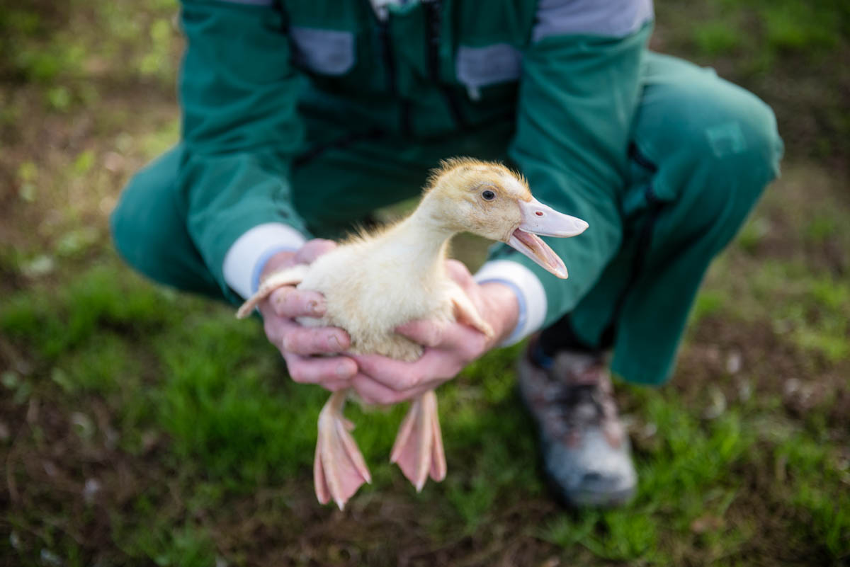 Reportage photo dans une exploitation avicole - canard