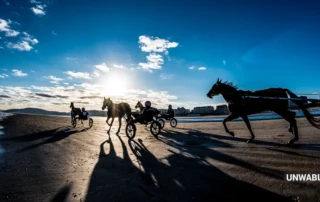 photo de tourisme - plage de cabourg avec chevaux